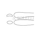 Walsham Septum Straightening Forcep 23cm Right
